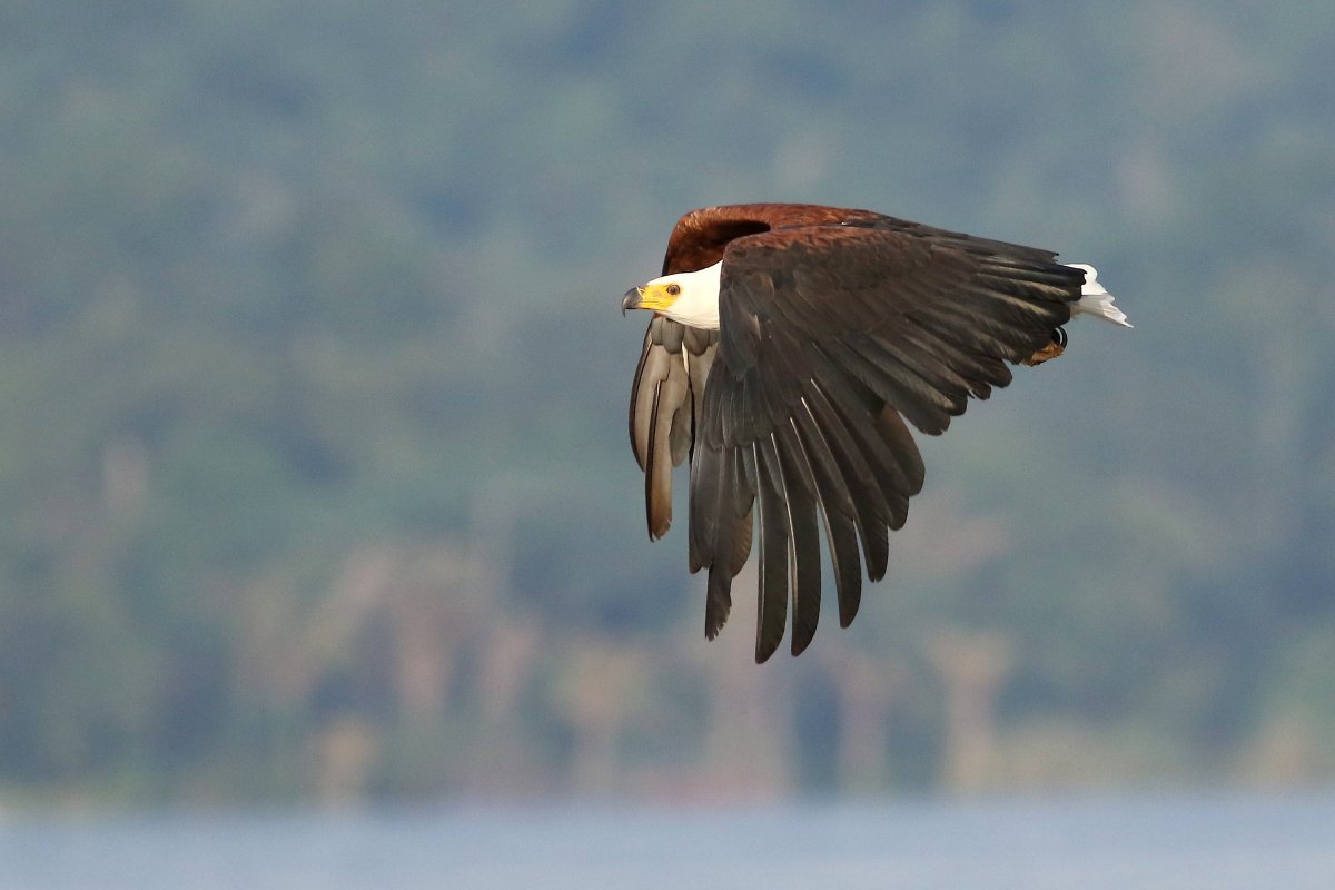 Haliaeetus_vocifer_29.06.2019_P.Szymański 1.jpg
